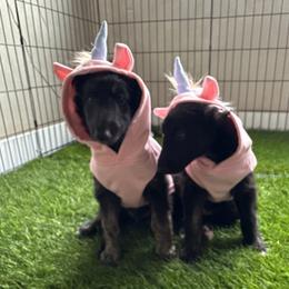 Silken Windhound Puppies from Luminous Silken Windhounds