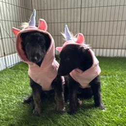 Silken Windhound Puppies from Luminous Silken Windhounds