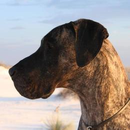 Simarron - Great Dane