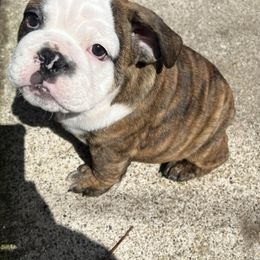 Bulldog Puppies from Mary Estabrook