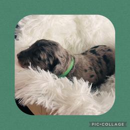 Mr. Green - Blue merle male Aussiedoodle puppy in Taylor, Missouri from Pawsitively Doodles