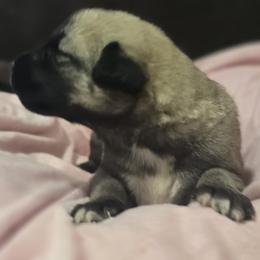 Anatolian Shepherd Dog Puppies from Florida Anatolian Shepherds