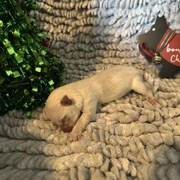 Miracle - Wheaten female Scottish Terrier puppy in Eagle Lake, Florida from Its Scot To Be Love Scotties