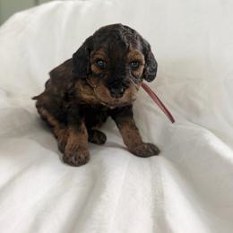 Glory - Phantom female Bernedoodle puppy in Jacksonville, Florida from Autumn's Aussies