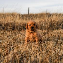 Golden Retriever Puppies from Summit Canine Breeding