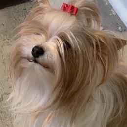 Reesie - Yorkshire Terrier