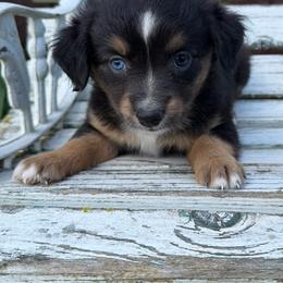Seashell - Black tri female Miniature Australian Shepherd puppy in Licking, Missouri from Burnett Aussies