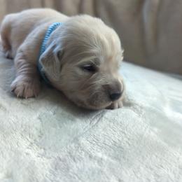 Green - Light golden male Golden Retriever puppy in Roseburg, Oregon from Unbound Goldens
