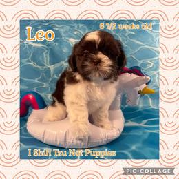 Stetson now Leo - Liver and white male Shih Tzu puppy in Beatrice, Nebraska from I Shih Tzu Not Puppies
