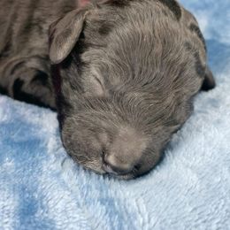 Emmy - Black female Cockapoo puppy in Bedford, Iowa from Our Father’s Doodles