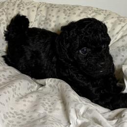 Bonnie - Black female Cavapoo puppy in Fayetteville, North Carolina from Carolina Cavapoos