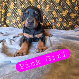 Pink Girl - Black and rust female Doberman Pinscher puppy in Knox, Indiana from Double River Dobermans