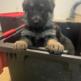 Girl 3 Neon Green Collar - Black and tan female German Shepherd puppy in Joshua, Texas from American Viking GSD Ranch