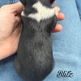Blitz - Black tri male Miniature Australian Shepherd puppy in Sandy Hook, Kentucky from RidgeTop Aussies