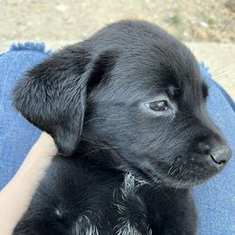 Labrador Retriever and Pembroke Welsh Corgi Puppies from Burress Family Farm and Kennels