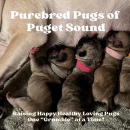 Pugs from Purebred Pugs of Puget Sound