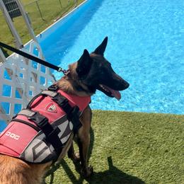 Juni - Belgian Malinois