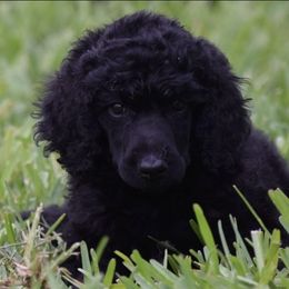 Poodle Puppies from Arindayle Standard Poodles