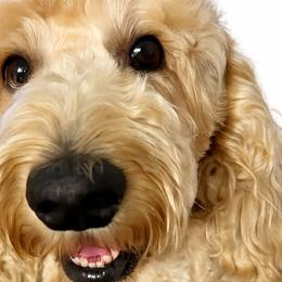 Goldendoodles from River Road Goldendoodles
