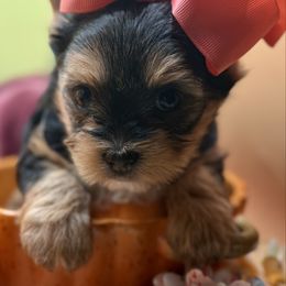 Venus - Black and gold female Yorkshire Terrier puppy in Tangipahoa County, Louisiana from Riche’ Louisiana Yorkies