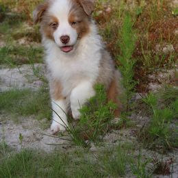 Miniature Australian Shepherd Puppies from Alexander Canines