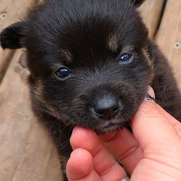 Pomsky Puppies from VooDoux Farms