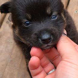 Pomsky Puppies from VooDoux Farms