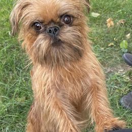 Brussels Griffons from SunnyCrest Brussels Griffons