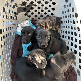 Dachshund and English Springer Spaniel Puppies from Clucking Homestead Springers & Dachshunds