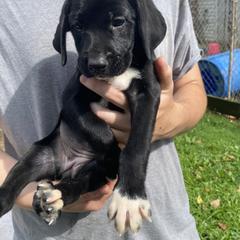 Mountain Cur Puppies from Walnut Ridge Mountain Curs