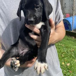 Mountain Cur Puppies from Walnut Ridge Mountain Curs
