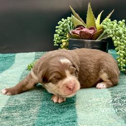 Merble - Red merle male Australian Shepherd puppy in Thornton, Colorado from 303 Aussies
