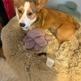 Fee - Pembroke Welsh Corgi