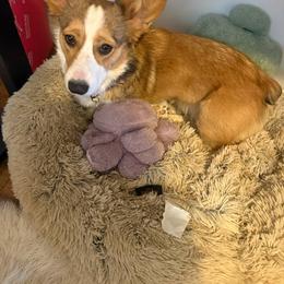 Fee - Pembroke Welsh Corgi