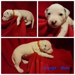 Dalmatian Puppies from Delaney's Dalmatians