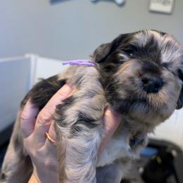 Sparrow, lavender - Brown merle female Aussiedoodle puppy in Grand Haven, Michigan from Happy Hippy Doodles