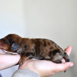 Cappuccino - Dapple male Dachshund puppy in Youngstown, Florida from Paradox Dachshunds