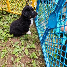 Paisley - Black tri-color female Australian Shepherd puppy in Blairsville, Georgia from Georgia Peach Aussies