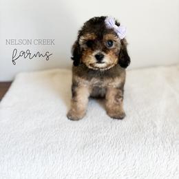 Amethyst - Black & tan female Maltipoo puppy in Huntsville, Texas from Nelson Creek Farms