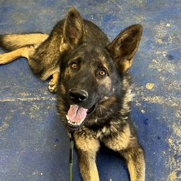 German Shepherd puppies from KnightWatch K-9