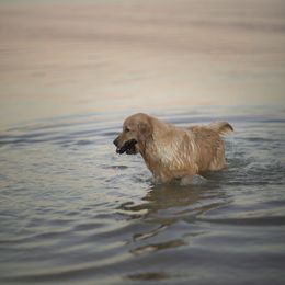 Cavalier King Charles Spaniel and Golden Retriever Puppies from Tsarevich Goldens and Cavaliers