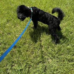 Goldendoodle All Grown Up from Magnolia Doodles co.