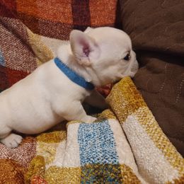 French Bulldog Puppies from Michigan fresh Coast Frenchies