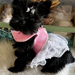 Yorkshire Terrier Puppies from Jackie Jenny’s Precious Yorkies