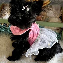 Yorkshire Terrier Puppies from Jackie Jenny’s Precious Yorkies