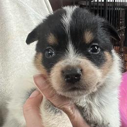Girl 4 - Blue female Australian Cattle Dog puppy in Norton, Ohio from Australian Cattle Dog Company