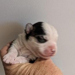 Boy 2 - Black and white male Pomsky puppy in Spring Hill, Florida from www.PuppyTimeEmporium.com