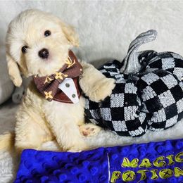 Will - Cream male Maltipoo puppy in Sugar Land, Texas from Celebrity Maltipoos