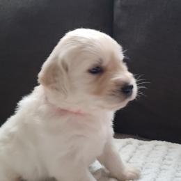 Golden Retriever Puppies from Southern Golden Retrievers