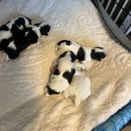 Cavalier King Charles Spaniel, Cavapoo, Maltipoo, and Poodle Puppies from Lainy's Cottage Puppies